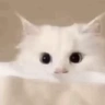 CatLurk emote