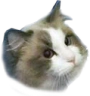 Magoo emote
