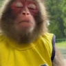 blin( emote