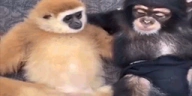 LavU emote