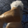 AREYOUAGOOSE emote