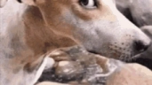 dogsideeye emote