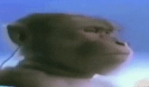 Listening emote