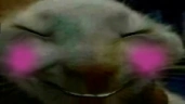 xddshy emote