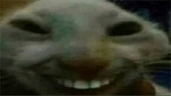 xddwakeup emote