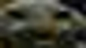 xdddownscaled emote