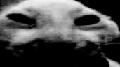 D4 emote
