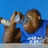 MONKEYOFCRINGE emote