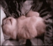 nightmare emote