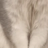 HandsUp emote