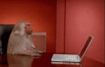 fuckit emote
