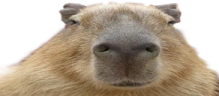 widepeepoCapy emote