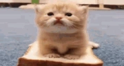 samich emote