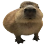 Gort emote