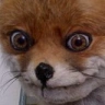 WhatTheFuckDidYouJustFuckingSayAboutMeYouLittleBitch emote