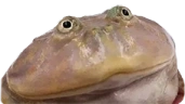 JABA emote