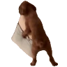 squidHump emote
