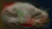 xddracula emote