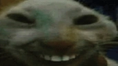 xddtalk emote