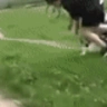 Faceplant emote
