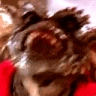 gremlinKEKW emote