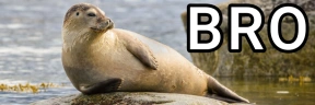 BRO emote
