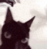 schizo emote