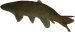 LeFishe