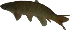 LeFishe emote