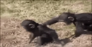monkeyPush emote
