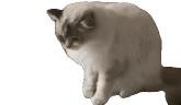 CATDIESOFCRINGE emote