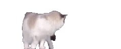 InvestigatingTheChatroom emote