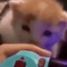 CatBite emote