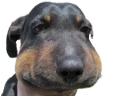 Sigh emote