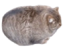 FatCat emote