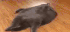 fatfuckingcat