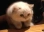 Emote