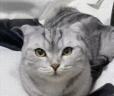 popizdi emote
