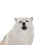 AWOO