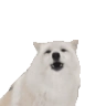 AWOO emote
