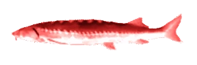EvilJoel emote