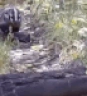 BadgerArrive emote