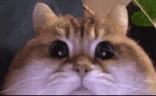 modCheck emote