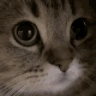 MEOW emote