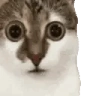catAware emote