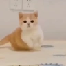 catArrive emote