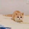 catArrive emote