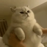 catting emote