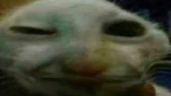 xxdwasted emote