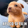 apocositilin emote